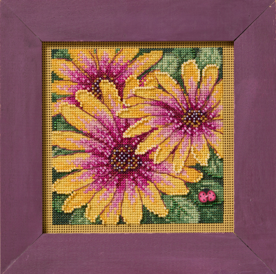 MH14-2521 - African Dasies