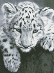2030 Snow Leopard Cub